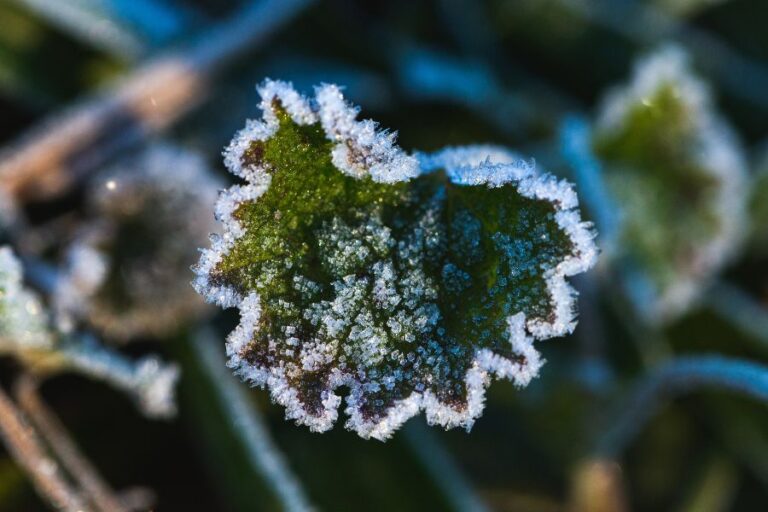 Frost-covered green leaf in close-up with a blurred winter background.