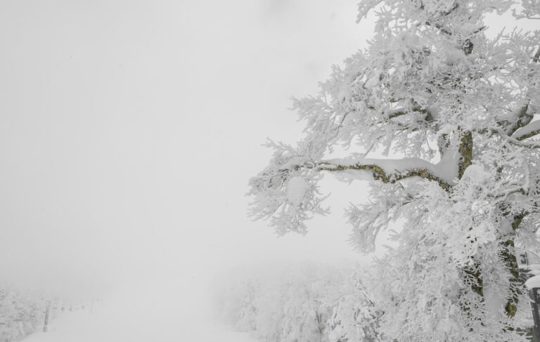 Snow covered tree branches in a foggy winter landscape with low visibility.